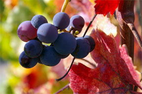 grapes