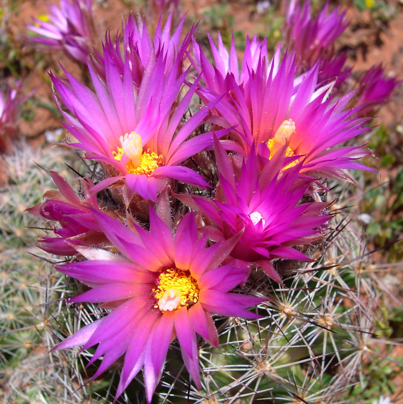 coryphantha vivipara 2013