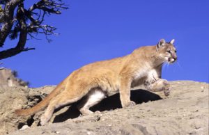 mountain-lion-montana