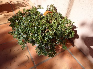 Bearberry